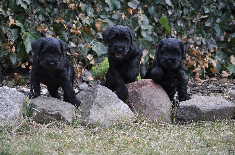 Black Standard Schnauzer Puppies