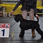 Black Standard Schnauzer