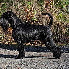 Black Standard Schnauzer