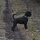 Black Standard Schnauzer