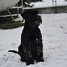 Black Standard Schnauzer