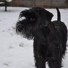 Black Standard Schnauzer