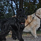 Black Standard Schnauzer