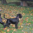 Black Standard Schnauzer