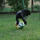 Black Standard Schnauzer