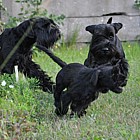 Black Standard Schnauzer