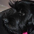 Black Standard Schnauzer