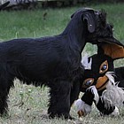 Black Standard Schnauzer