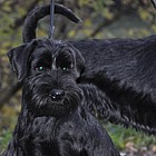 Black Standard Schnauzer