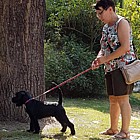 Black Standard Schnauzer