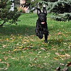 Black Standard Schnauzer