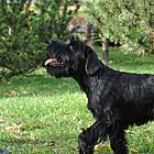 Black Standard Schnauzer