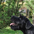 Black Standard Schnauzer