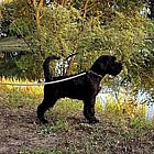 Black Standard Schnauzer