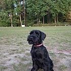 Black Standard Schnauzer