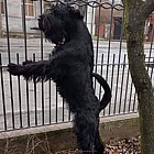 Black Standard Schnauzer