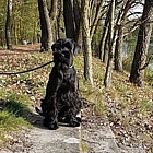 Black Standard Schnauzer