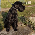 Black Standard Schnauzer