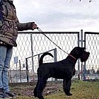 Black Standard Schnauzer