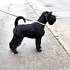 Black Standard Schnauzer