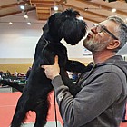 Black Standard Schnauzer