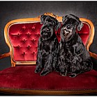 Black Standard Schnauzer