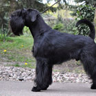 Black Standard Schnauzer