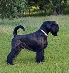 Black Standard Schnauzer