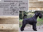 Black Standard Schnauzer