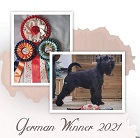 Black Standard Schnauzer