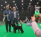 Black Standard Schnauzer