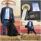 Black Standard Schnauzer