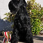 Black Standard Schnauzer