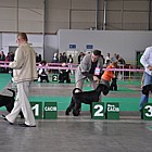 Black Standard Schnauzer