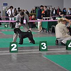 Black Standard Schnauzer