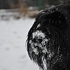 Black Standard Schnauzer