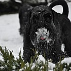 Black Standard Schnauzer
