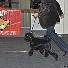Black Standard Schnauzer