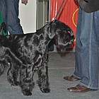 Black Standard Schnauzer