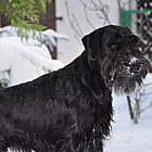 Black Standard Schnauzer