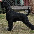 Black Standard Schnauzer