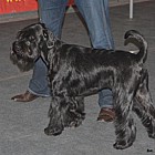 Black Standard Schnauzer