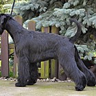 Black Standard Schnauzer