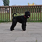Black Standard Schnauzer