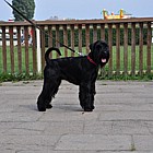 Black Standard Schnauzer