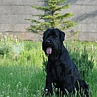 Black Standard Schnauzer
