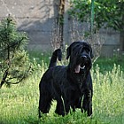 Black Standard Schnauzer