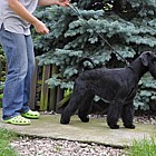 Black Standard Schnauzer