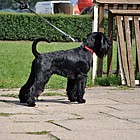 Black Standard Schnauzer