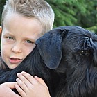 Black Standard Schnauzer